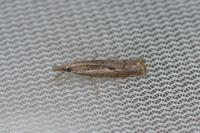 Agriphila geniculea