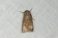 Agrotis segetum