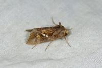 Chrysodeixis chalcites