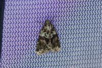 Cryphia algae