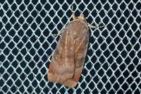 Noctua janthe/janthina