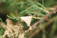 Endotricha flammealis
