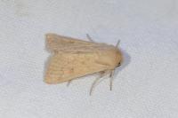 Mythimna vitellina