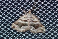 Scotopteryx peribolata