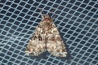 Callopistria latreillei