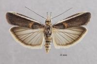 Etiella zinckenella