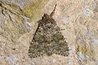 Polymixis flavicincta flavicincta