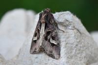 Trigonophora flammea