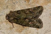 Dryobotodes eremita