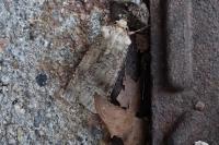 Agrotis trux