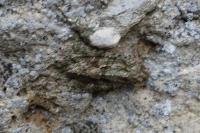 Dryobotodes eremita