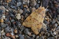Cirrhia gilvago