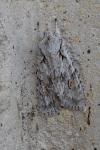 Lithophane ornitopus
