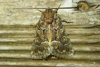 Thalpophila matura