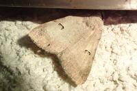 Lygephila craccae
