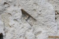 Sciota rhenella