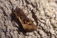 Trigonophora flammea