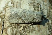 Lithophane ornitopus