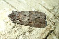 Lithophane furcifera