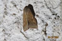 Helicoverpa armigera