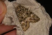 Polymixis lichenea