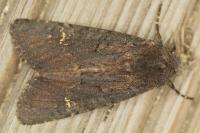 Aporophyla nigra