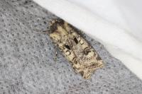 Agrotis trux