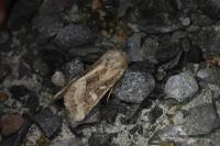 Luperina dumerilii