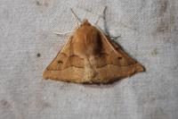Crocallis tusciaria