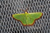 Eucrostes indigenata
