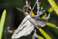 Ecleora solieraria