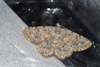 Charissa mucidaria