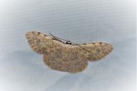 Scopula submutata roseonitens