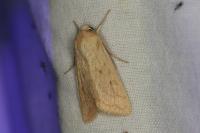 Mythimna vitellina