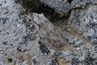 Lithophane ornitopus