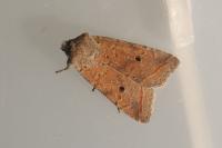 Leptologia macilenta