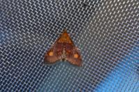 Pyrausta aurata