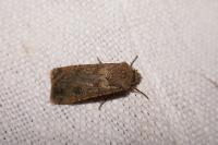 Agrotis segetum