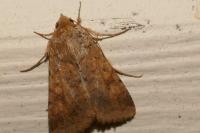 Helicoverpa armigera
