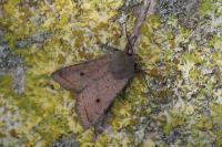 Leptologia lota