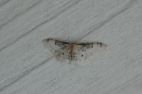 Idaea filicata