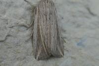 Mythimna riparia