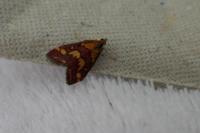 Pyrausta purpuralis