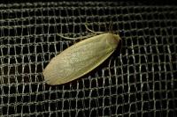 Collita griseola