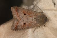 Leptologia lota