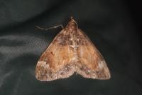 Dysstroma truncata