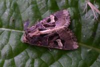 Trigonophora flammea