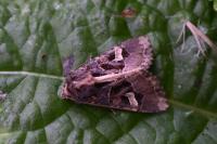 Trigonophora flammea