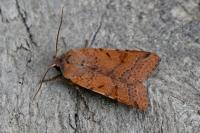 Agrochola lychnidis
