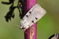 Eugnorisma glareosa